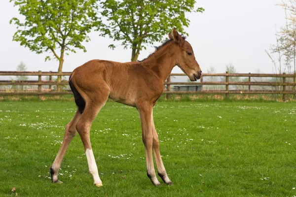 Mignon poulain westphalien dans le paddock — Photo