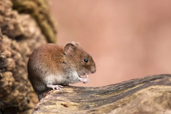 Niedliche Maus knabbert an einem Sonnenblumenkorn — Stockfoto