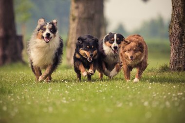 Four Australian Shepherd dogs running on the meadow clipart