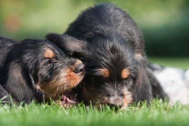 İki Otterhound kukla ile komik sahne
