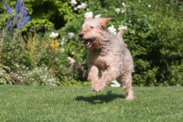 Otterhound running in the  garden — Stock Photo, Image