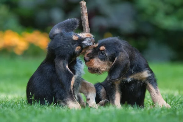 दोन ओटरहॉंड कुत्रे खेळत — स्टॉक फोटो, इमेज