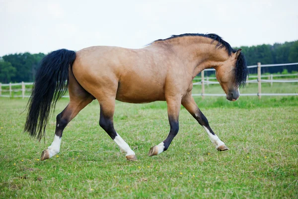 Portrett av en Welsh Cobb Pony – stockfoto