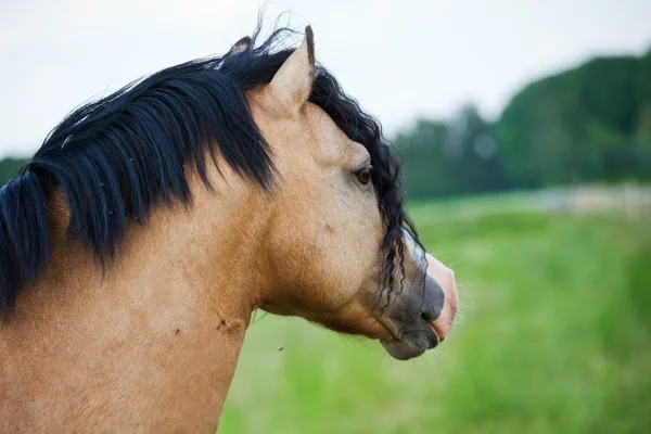 Portrait of a Welsh Cobb Pony — Stock Photo, Image