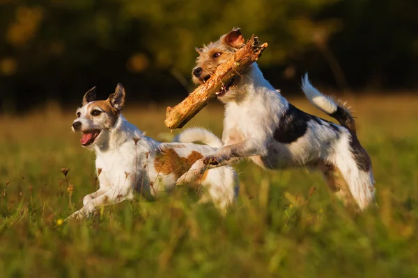 Dos párrocos Russell Terrier en acción — Foto de Stock