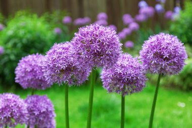 Dekoratif Allium Çiçek Bahçe yataklar