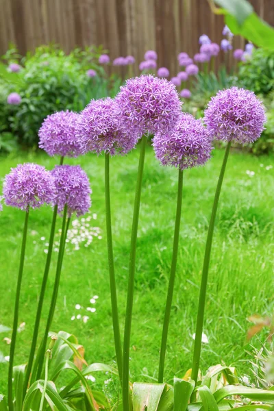 Decorative Allium flowers in a garden bed — Stock Photo, Image