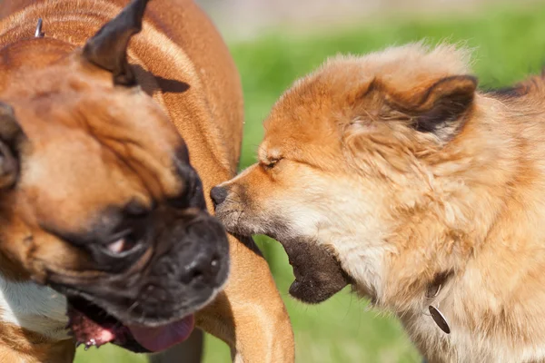 Elo chien aboie sur un chien boxeur — Photo