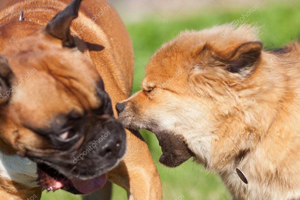 Elo dog barking at a boxer dog — Stock Photo © Madrabothair 54684665