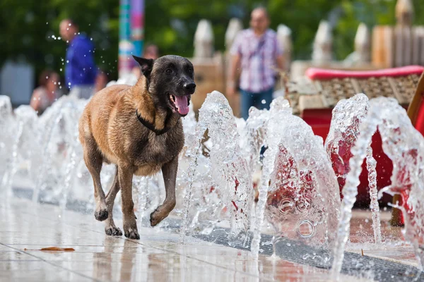 Dog runs in front of fountains — Stock Photo, Image