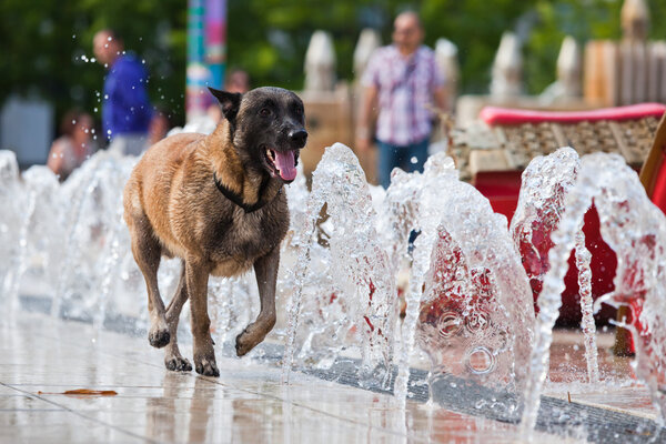 Dog runs in front of fountains