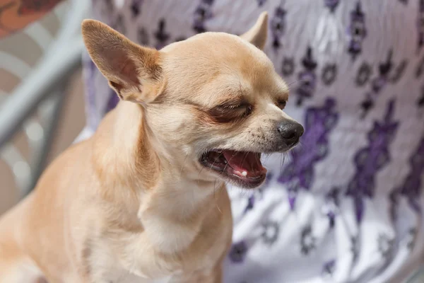 Chihuahua cão chorando no colo de uma jovem mulher — Fotografia de Stock