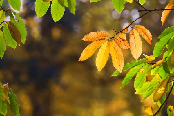 Cadre de feuilles d'automne — Photo