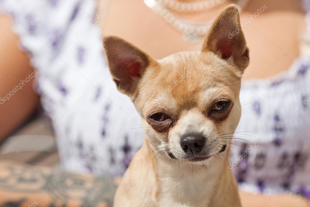 Chihuahua Doggies Funny Video Chihuahua Dog Funny Close View