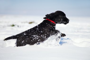 cocker spaniel köpek yavrusu karda koşma
