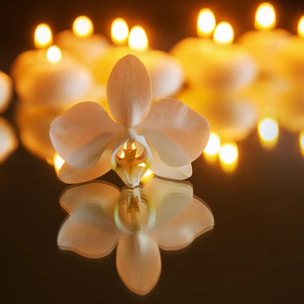 Orkideen blomst og tebelysning – stockfoto