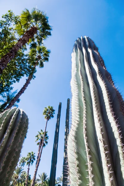 Cacti in the Majorelle Garden in Marrakesh — Stock Photo, Image
