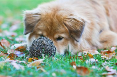 köpek bir kirpi önünde yatan ilgi