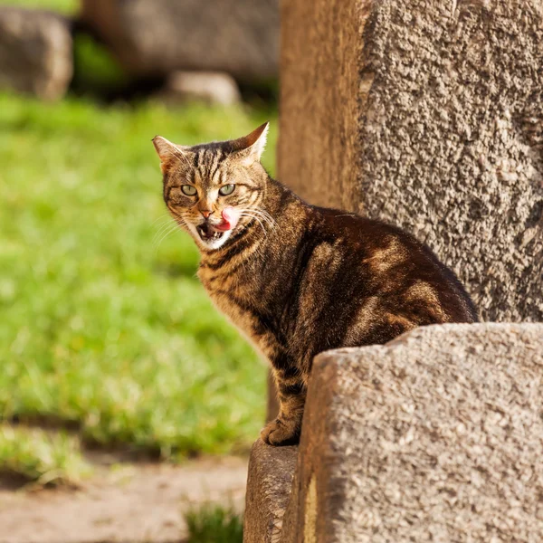 Kat, zittend op een steen likken haar mond — Stockfoto