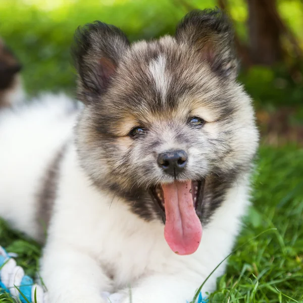 Cute Elo puppy — Stock Photo, Image