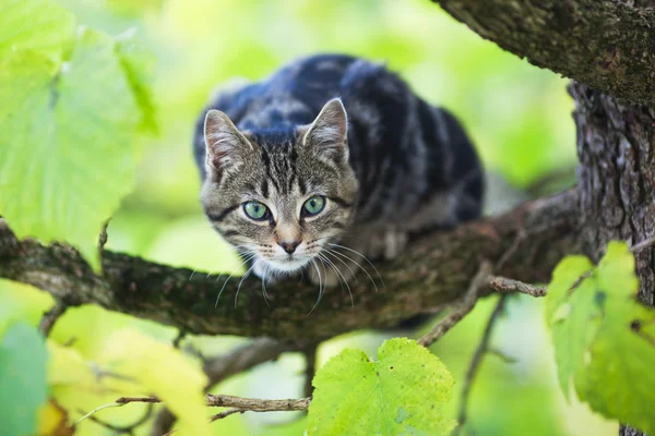 Застенчивый кот, сидящий на кронше дерева — стоковое фото