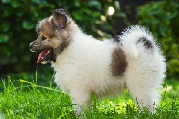 Portrait of a cute Elo puppy — Stock Photo, Image