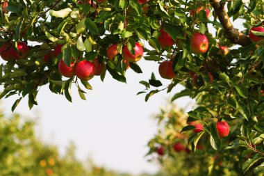 elma ağacı, harvesttime