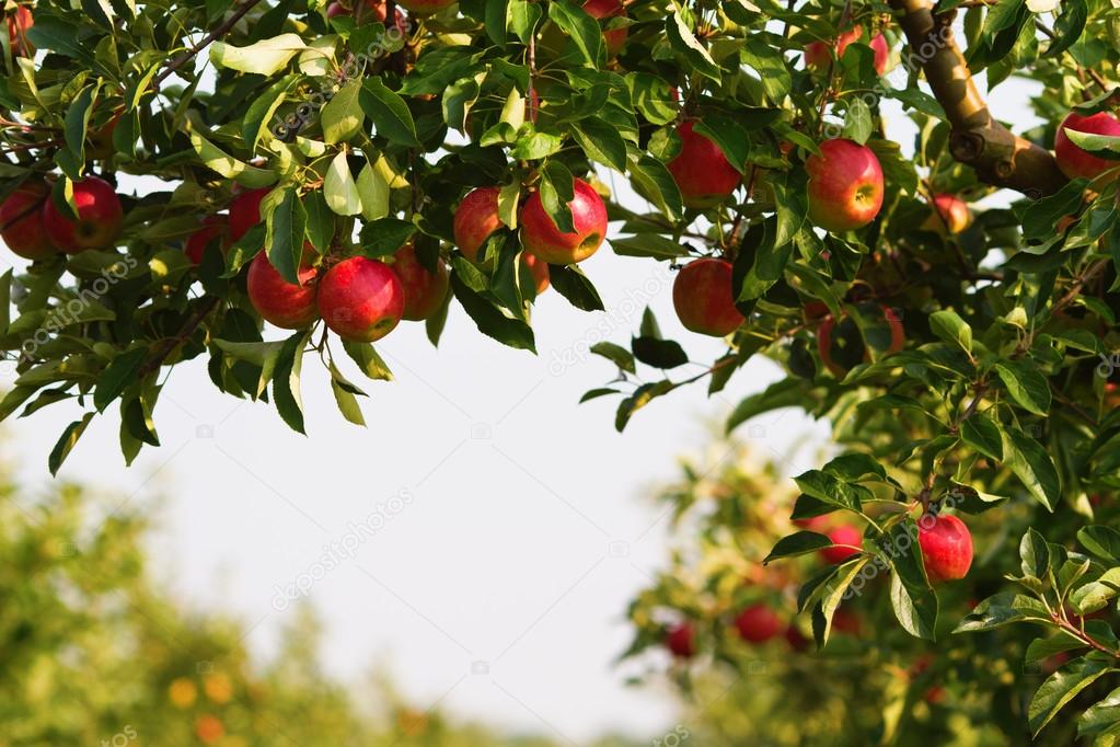 Apple tree at harvesttime