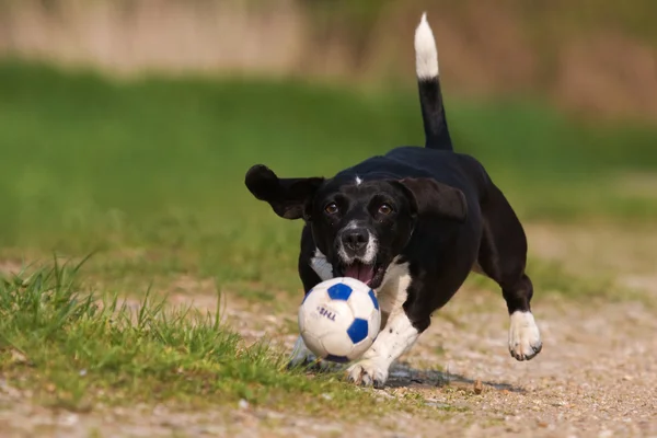 Jack Russell Terrier berlari di belakang bola — Stok Foto