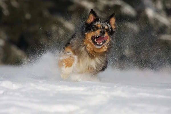 Australian Shepherd in actie in de sneeuw — Stockfoto