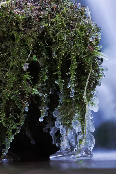 Imagem de perto de musgo congelado em um riacho de montanha — Fotografia de Stock