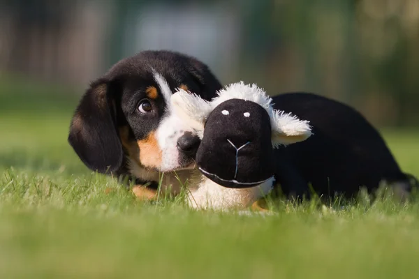 Entlebucher Mountian psa szczeniaka — Zdjęcie stockowe