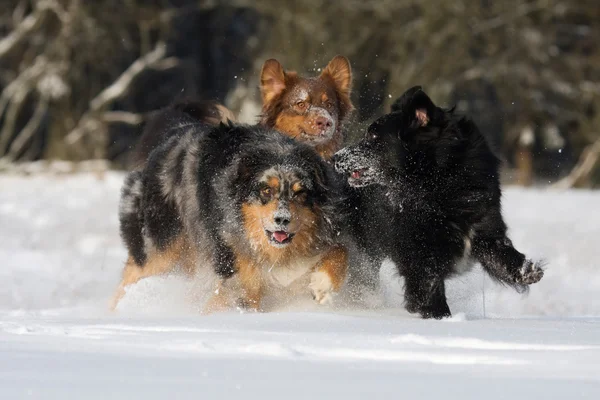 Tres perros pastor australianos jugando en la nieve — Foto de Stock