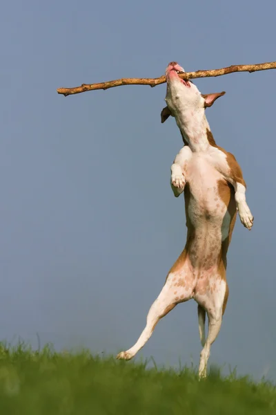 Cão pulando em um pau — Fotografia de Stock