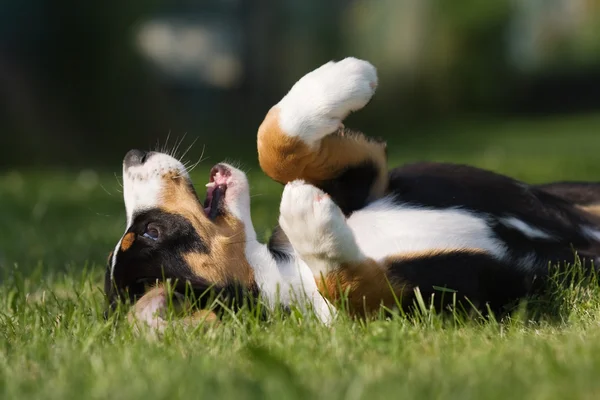 Entlebucher Mountian собаки цуценя — стокове фото
