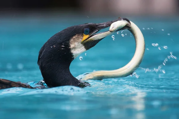 Cormorant with an eel in the beak — Stock Photo, Image
