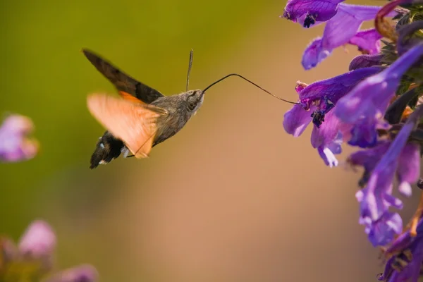 Kolibřík hawkmoth ve vzduchu — Stock fotografie