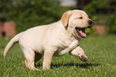 Bahçe çimenlerin üzerinde yürüyüş şirin labrador yavrusu