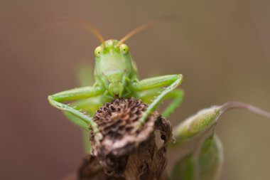 Bir çekirge frontal makro resmi