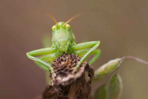 Macro image frontale d'une sauterelle — Photo
