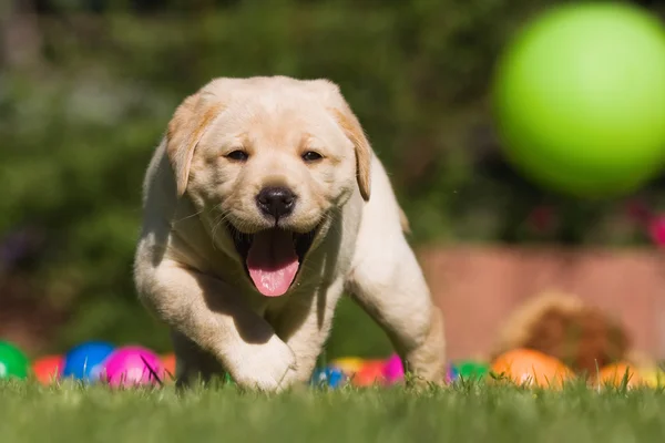 Cute Labrador puppy walking on the garden lawn — Stock Photo, Image