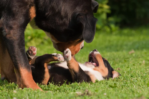 Grande montanha suíça cão mãe e criança brincando íntimo juntos — Fotografia de Stock