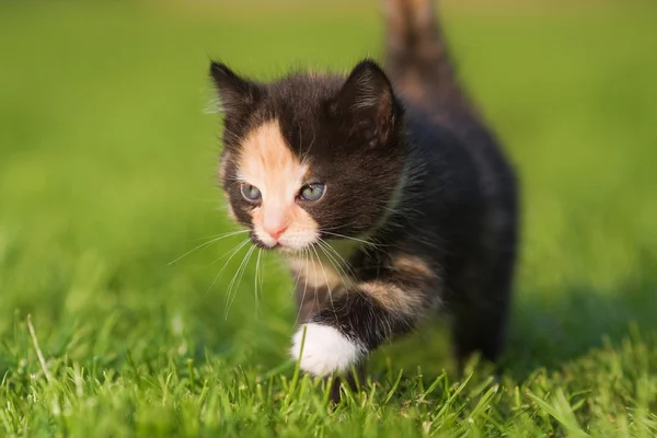 Şirin kedi yavrusu — Stok fotoğraf