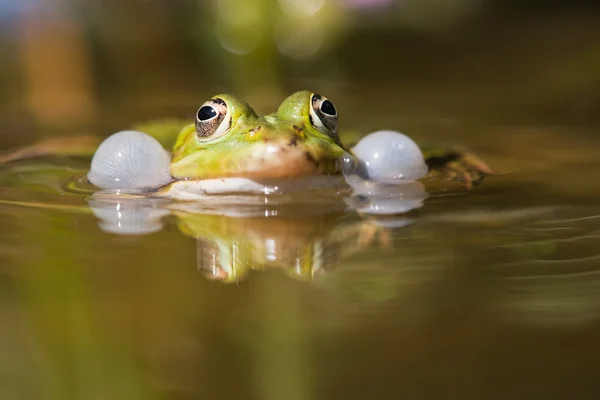 Обыкновенная водяная лягушка с продутыми голосовыми мешками, плавающая в пруду — стоковое фото