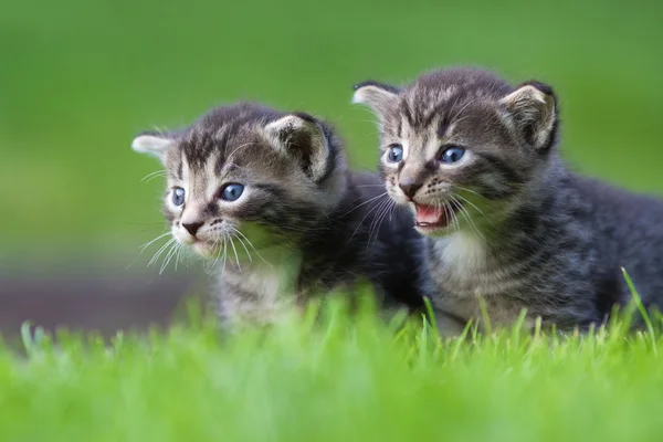 İki sevimli yavru kedi — Stok fotoğraf