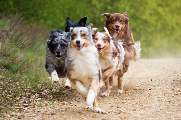 Grupo de perros pastor australiano corriendo — Foto de Stock