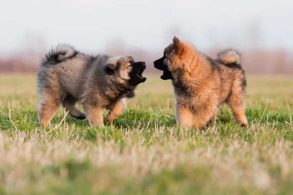 Two cute Eurasier puppies in interaction — Stock Photo, Image