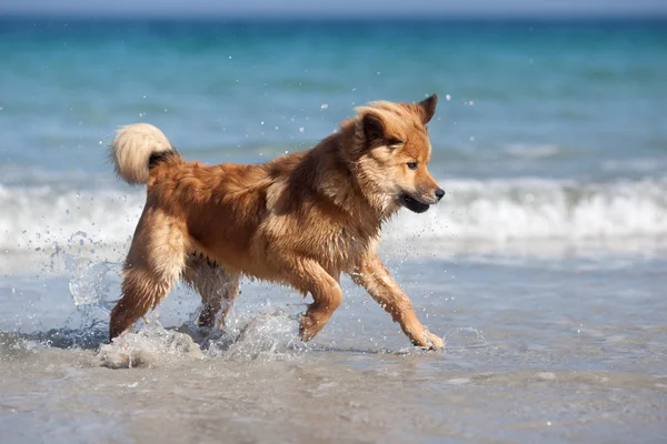 Schattige jonge Elo hond loopt door het water van de kust — Stockfoto