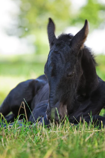 Cute young Friesian foal lying on the meadow — Stock Photo, Image
