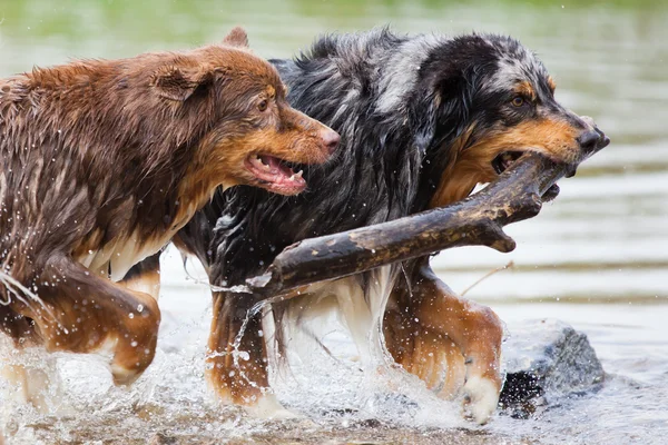 Zwei australische Schäferhunde mit einem Ast im Maul, der durch einen Bach läuft — Stockfoto